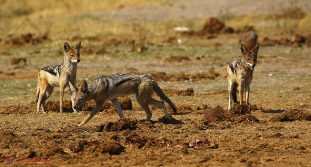 Invazie de șacali în lunca Prutului: Autoritățile de la Vaslui estimează un efectiv de peste 400 de animale
