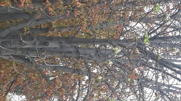 Castanii au înflorit la Chișinău în plină toamnă