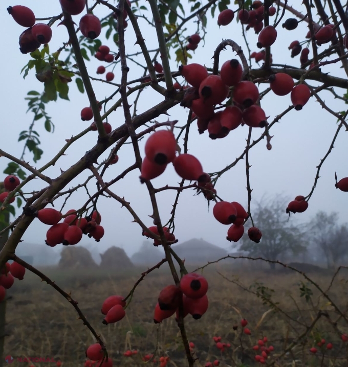 METEO Cod galben de VÂNT puternic în R Moldova Temperaturi de până