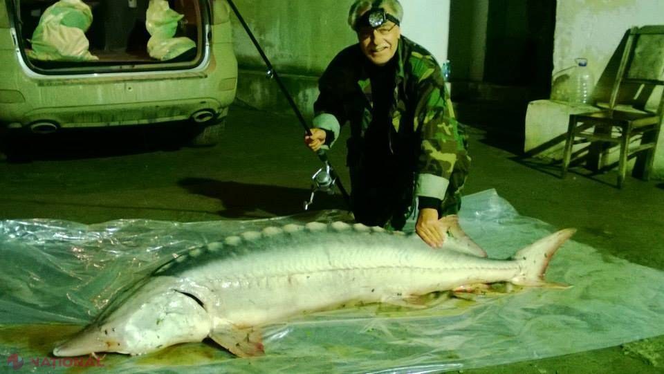 Deputatul moldovean care a prins un pește de 80 de kilograme