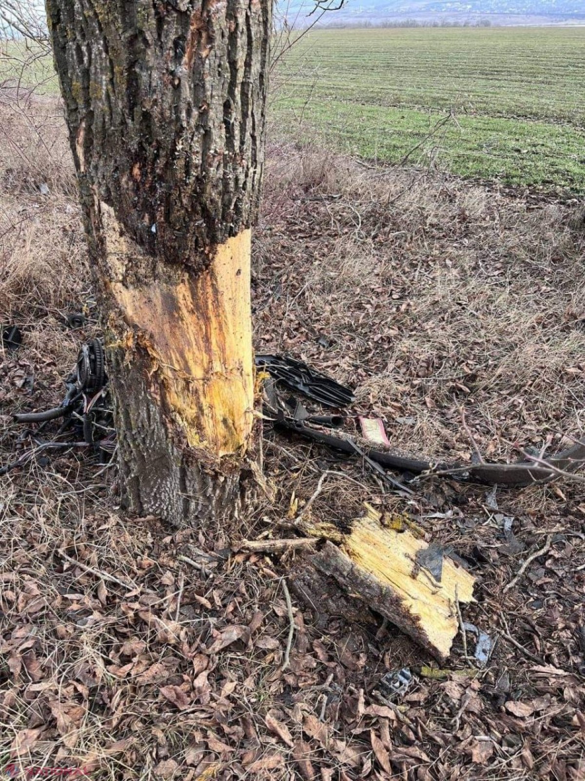 Accident cumplit pe traseul Hâncești - Leova: O tânără a decedat, după ce s-a izbit cu mașina într-un copac