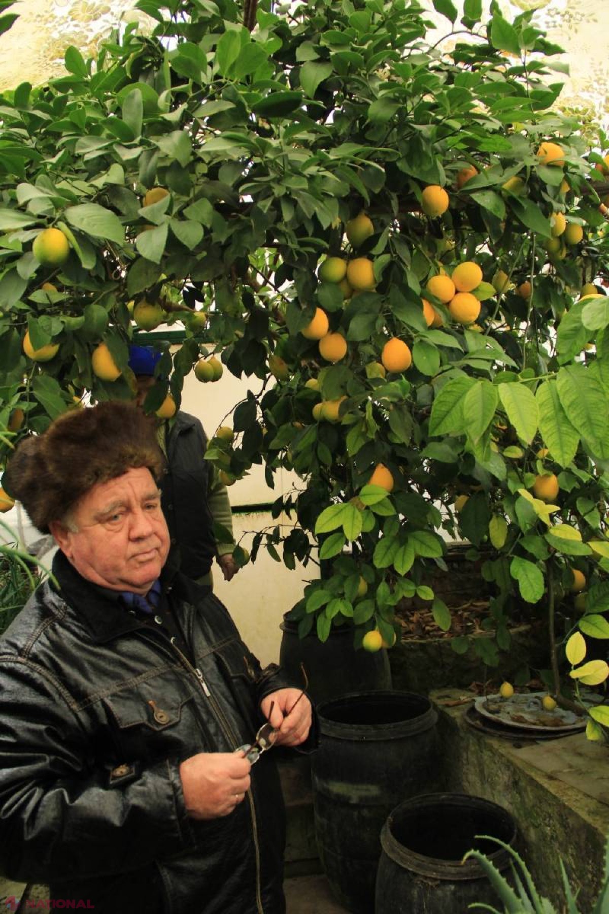 (FOTO) REPORTAJ // „Poftiți! La Ialoveni s-au COPT lămâile, mandarinele și rodiile”