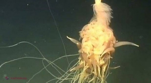 Un „EXTRATERESTRU” marin, descoperit în adâncul oceanului