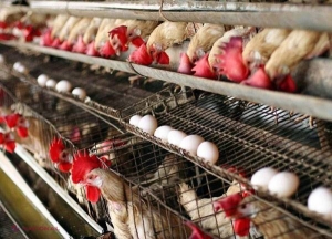 Producătorii de carne de pasăre din R. Moldova, SUPĂRAȚI pe Guvern și Parlament: Importul de carne din Ucraina îi sufocă