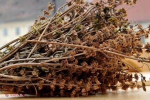 Busuiocul, plantă aromatică cu multiple avantaje pentru sănătate
