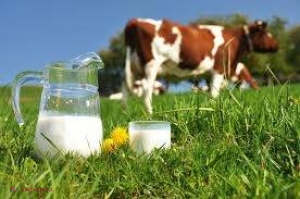 Sondaj // Cât de multe produse lactate consumă moldovenii