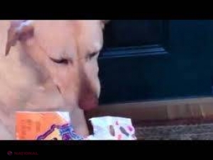VIDEO // Un câine care se simte apăsat de vinovăţie