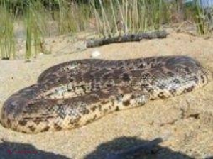 Cel mai rar şarpe din România, boa de nisip, a reapărut după 80 de ani