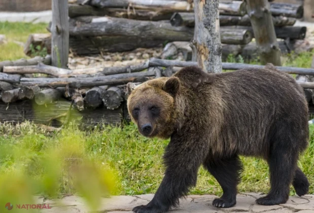 Sat buzoian asediat de urși, abandonat de autorități: oamenii din Terca trăiesc „ca la grădina zoologică” și se tem pentru copii