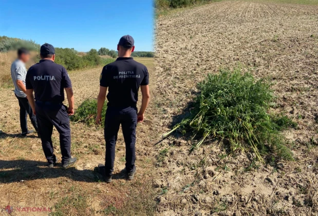 Plante asemănătoare cânepii descoperite la Voinescu, Hâncești, după sesizările cetățenilor