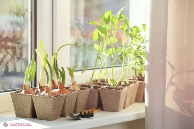 Cinci legume pe care le poți crește în interior, indiferent de vreme