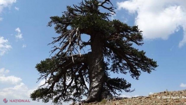 CURIOS // Iată cel mai VECHI copac din Europa: Are peste o mie de ani!