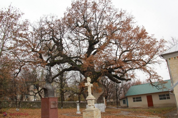Copacul cu vârsta de peste 700 de ani din R. Moldova!