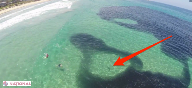 VIDEO // Înotau liniştiţi în ocean când au văzut o umbră bizară. Au crezut că e o scurgere de ulei, dar nu bănuiau ce se întâmplă
