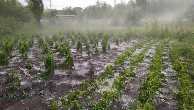 Ploaia cu grindină a făcut RAVAGII: Drumuri distruse și zeci de hectare de culturi agricole afectate