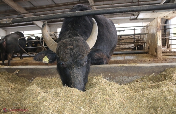 Autoritățile R. Moldova își propun să reanimeze sectorul zootehnic: 20 de mii de vaci până în 2025 