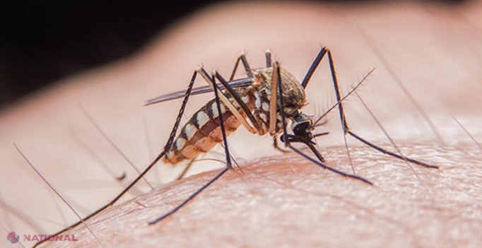 Mosquito bite virus has infected several people in the EU