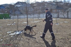 Hoț din Hâncești, PRINS de către un CÂINE