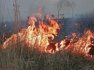 Pompierii,  suprasolicitaţi din cauza unor incendii de vegetaţie uscată