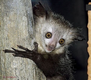 A furat un lemur de la o grădină zoologică pentru a-l face animalul său de companie. Ce pedeapsă riscă tânărul