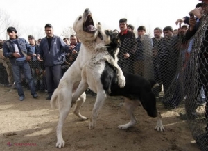 Lupte SÂNGEROASE între câini la Nisporeni. Opt bărbați, inclusiv șapte din România, reținuți pentru organizarea luptelor ilegale și MUTILAREA animalelor