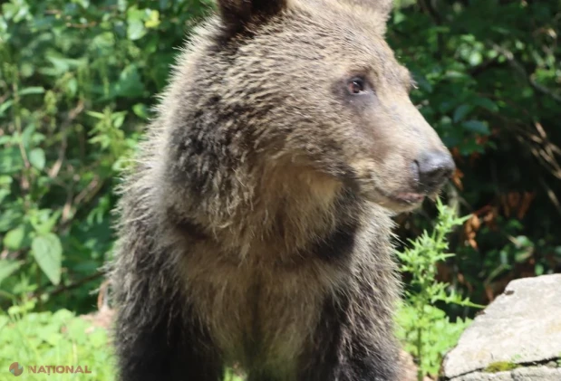 Imagini incredibile pe Transfăgărășan: urșii cerșetori blochează șoseaua și își așteaptă hrana de la turiști