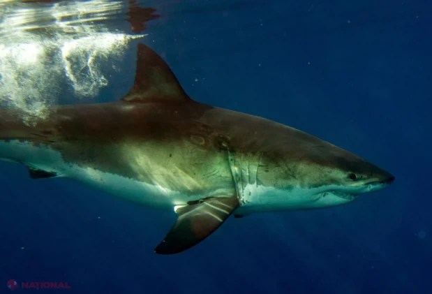 Pescar român atacat de un rechin albastru pe o barcă în largul Irlandei, salvat în ultimul moment de elicopterul Pazei de Coastă