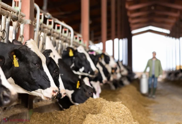 Moldova aliniază legislația la standardele UE: Parlamentul ratifică două convenții pentru protecția animalelor