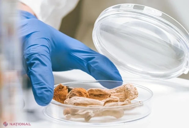 Salmonella se extinde în Europa: țările cu cele mai multe cazuri și alimentele asociate focarelor