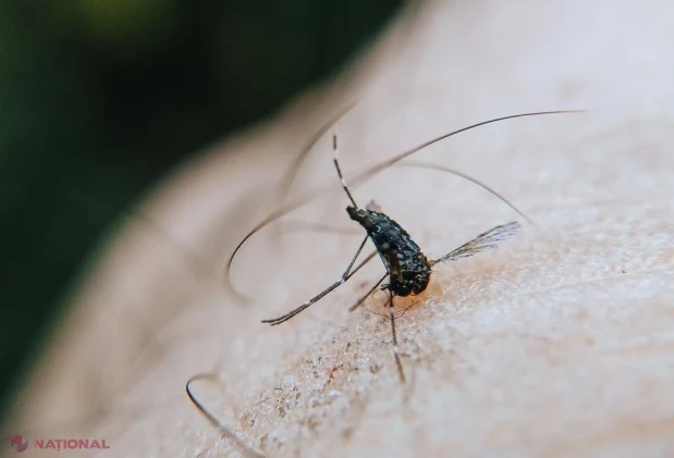 Virusul West Nile se extinde spre nordul Europei: peste 1.700 de cazuri și 130 de decese în 2026