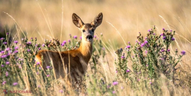 Declinul planetei noastre. 68% din populațiile de vertebrate din fauna sălbatică au dispărut