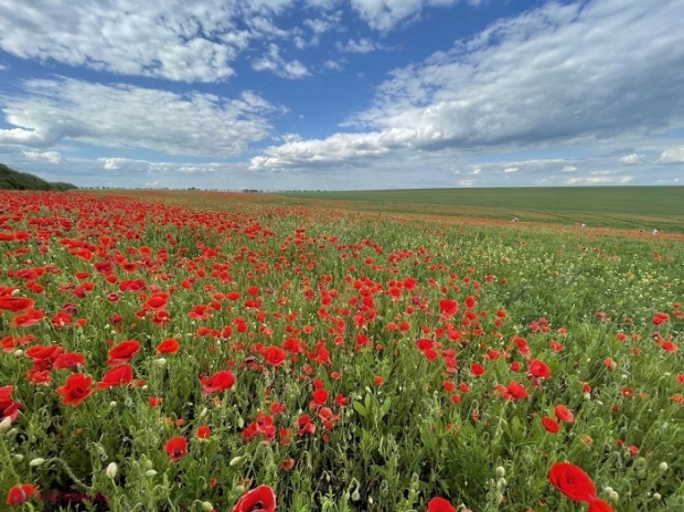 METEO // Cod galben de VÂNT puternic, pe teritoriul R. Moldova: Ce temperaturi vom avea în zilele următoare