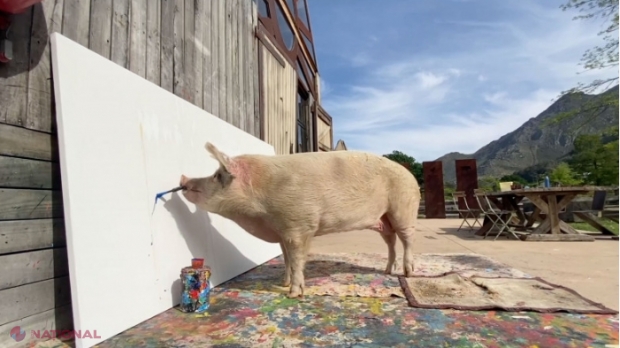 FOTO // Pigcasso: Un tablou pictat de un PORC s-a vândut cu 20 000 de lire sterline