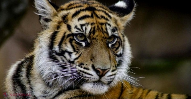 Un tigru de la un parc SAFARI a omorât o îngrijitoare