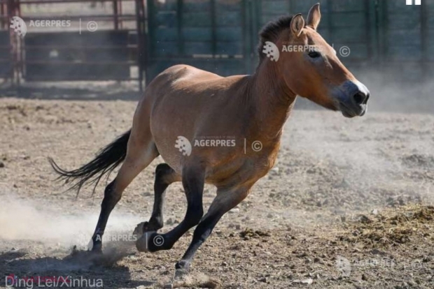 Calul lui Przewalski, reintrodus în stepele din Kazahstan 