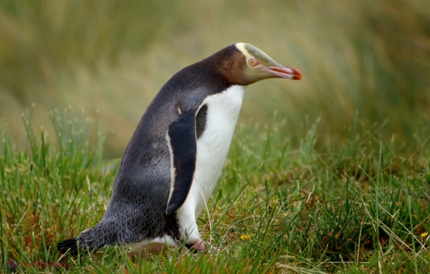 Cel mai rar pinguin din lume, desemnat din nou „Pasărea Anului” în Noua Zeelandă