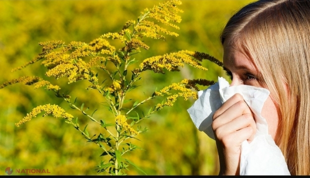 Planta care a devenit un adevărat coșmar pentru mulți dintre noi are viață mai lungă din cauza caniculei. Afectează grav căile respiratorii