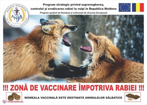 Vulpile din R. Moldova vor fi VACCINATE contra RABIEI: Vaccinul va fi aruncat din avion