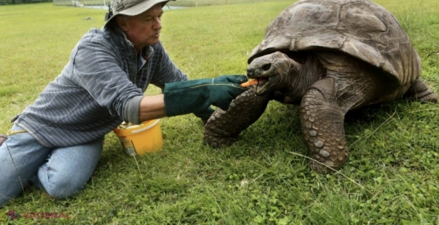 Cel mai bătrân animal terestru din lume: A împlinit 190 de ani