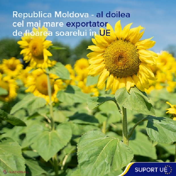 Republica Moldova, al DOILEA cel mai mare furnizor de semințe de floarea-soarelui pe piața europeană