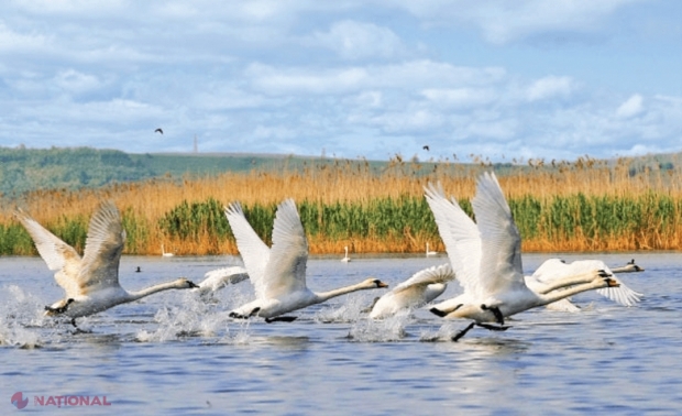 Paradisul sălbatic din Moldova pe care nu mulți turiști îl cunosc! Se află la 25 km de Iași și ascunde o rezervație naturală unică