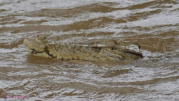 Inundații ca niciodată în Australia. Puhoaiele au adus crocodili în orașe, au inundat aeroporturi și drumuri. Sute de oameni evacuați