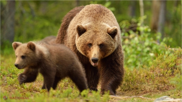 Familia Grădinii Zoologice din Chișinău s-a extins. Colecția de animale a fost completată cu trei urși tineri aduși din Ucraina