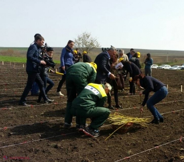 Plantele care pot asigura securitatea energetică a R. Moldova