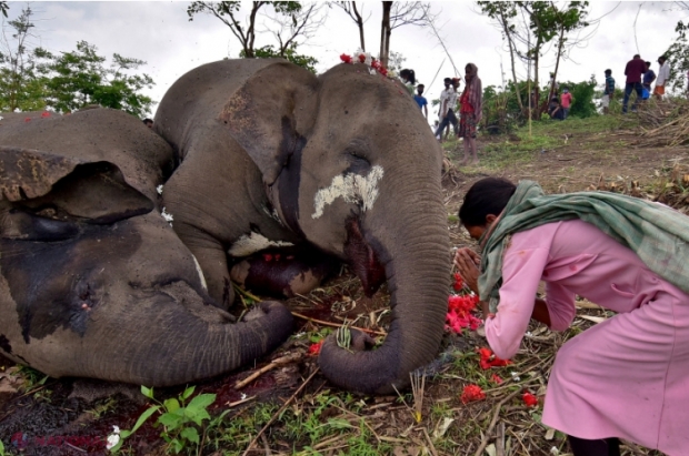 În India, și animalele mor de COVID. 28 de elefanţi, testaţi după decesul unei leoaice