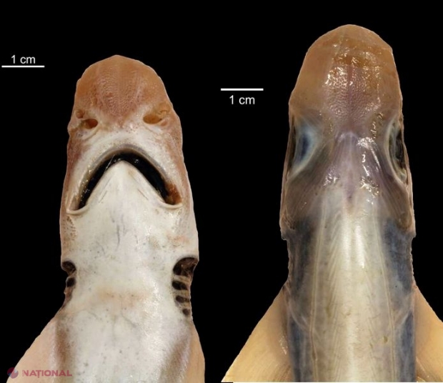 Descoperirea făcută de un om de știință în timp ce analiza un RECHIN