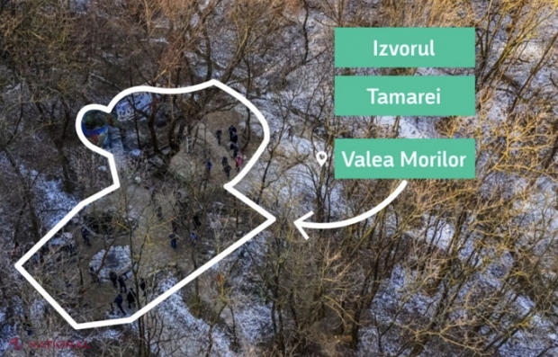 Bărbatul care a tăiat ilegal 11 salcâmi din Parcul „Valea Morilor” și-a aflat pedeapsa