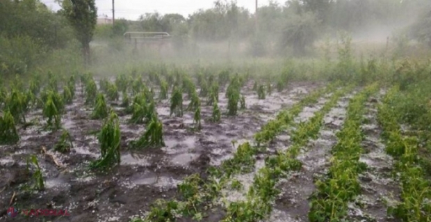 Peste 1,7 mii de hectare de culturi agricole și livezi din R. Moldova, distruse de ploile din ultimele zile: Pagube însemnate în raioanele Basarabeasca, Ialoveni, Ocnița, Căușeni sau UTA Găgăuzia