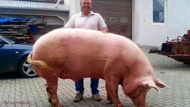 FOTO // Un român de la Suceava a crescut un PORC de peste 500 de kile. Vezi ce-i dă să mănânce: „Este mereu la DIETĂ”