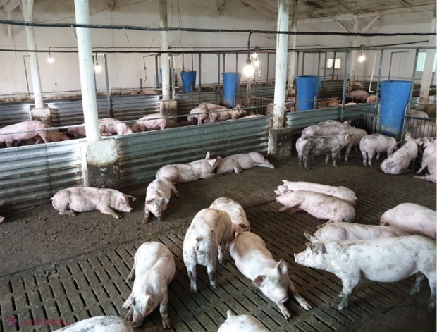 Aproape 25 000 de porci sacrificați în ultimele două săptămâni în R. Moldova din cauza pestei porcine: Proprietarii vor primi despăgubiri